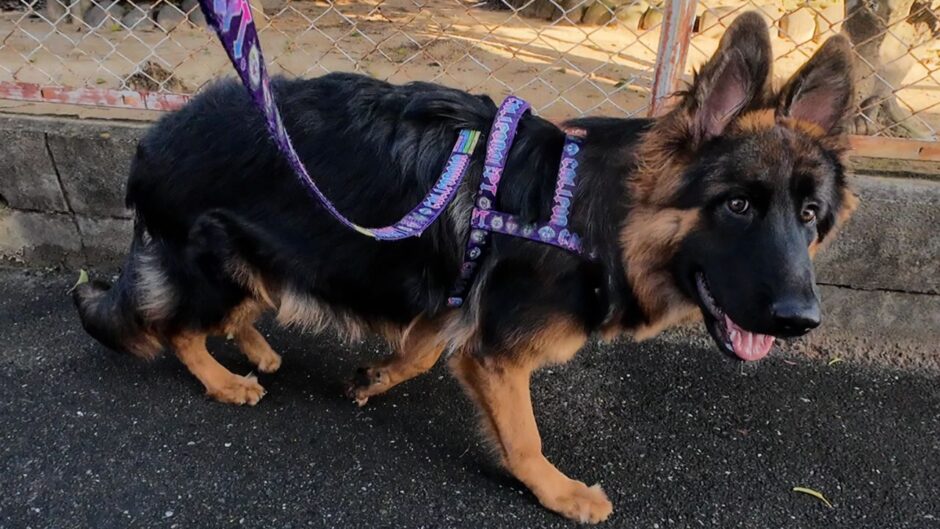 謎の行動をするジャーマンシェパードの子犬